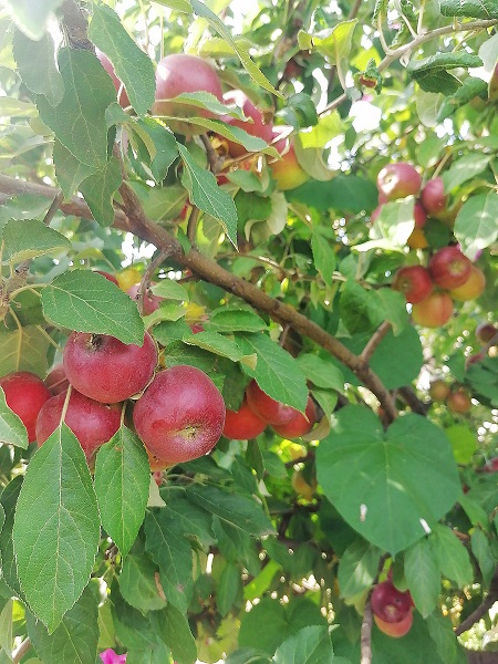яблоки